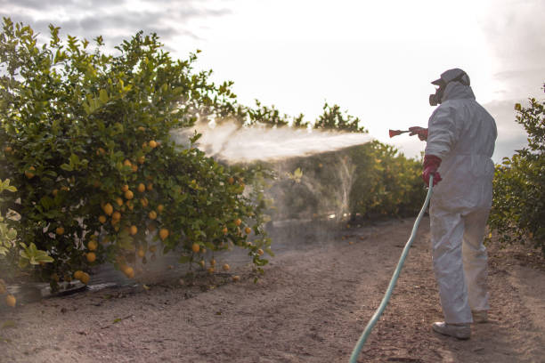 Best Wasp Removal Services  in Elko New Market, MN